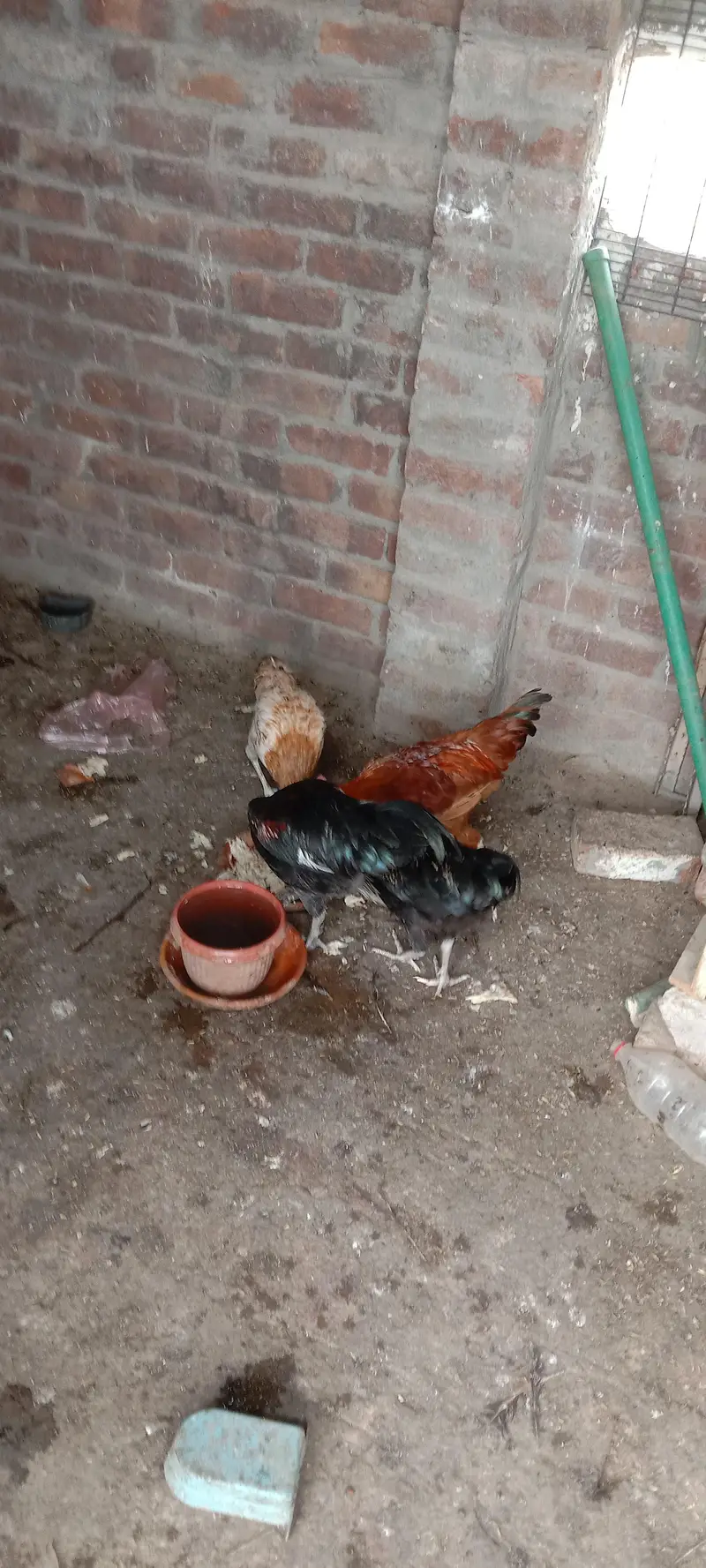 2 female 3 male — photo 2