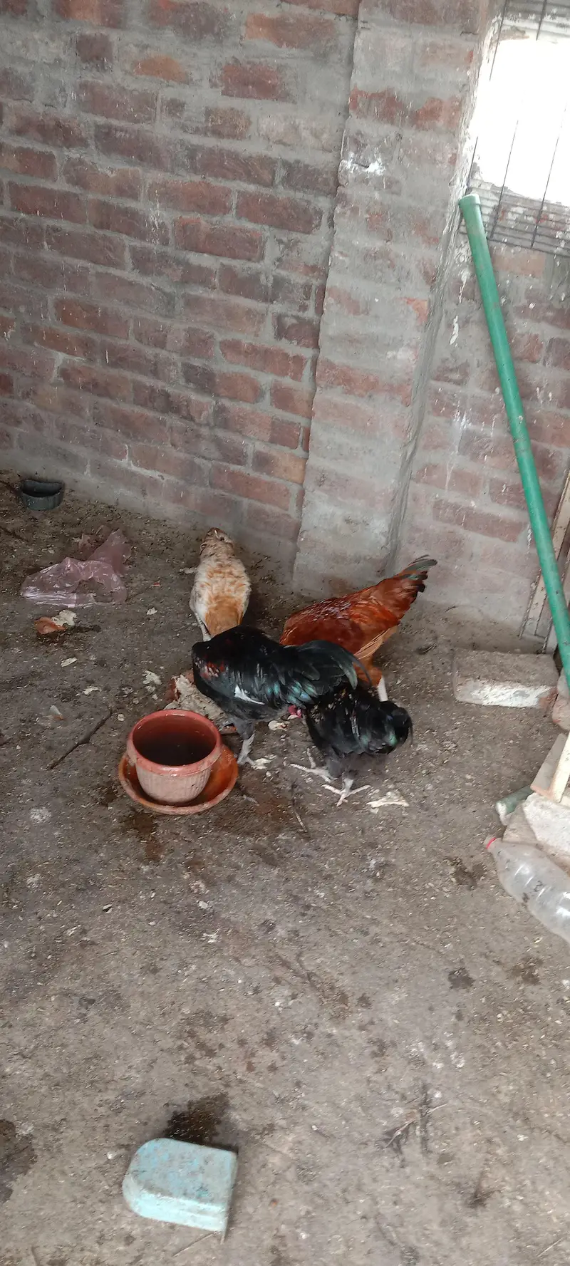2 female 3 male — photo 3