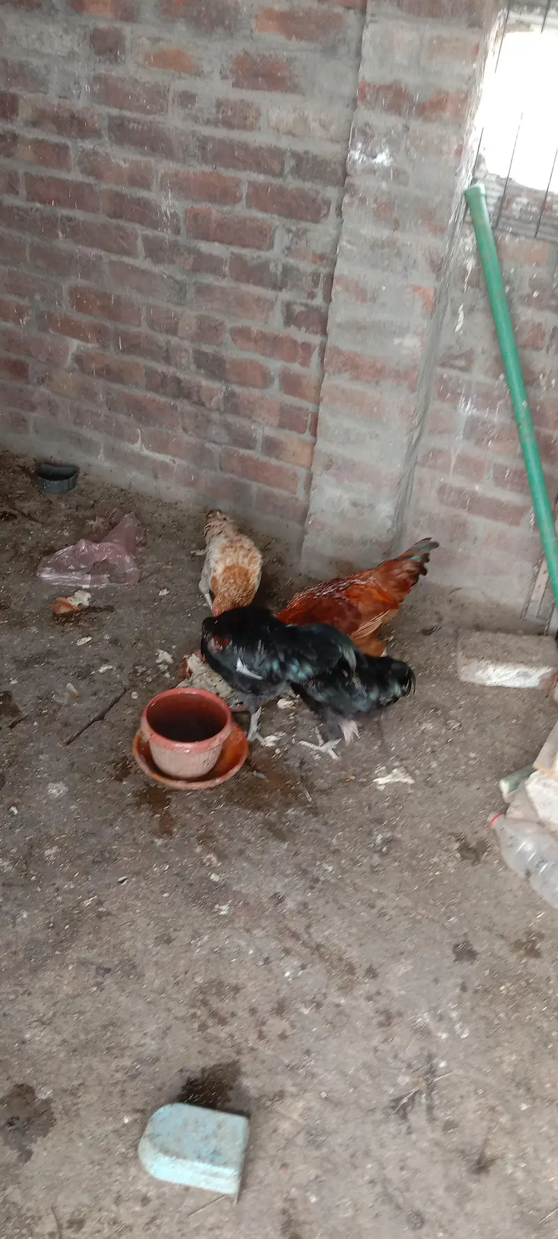 2 female 3 male — photo 4