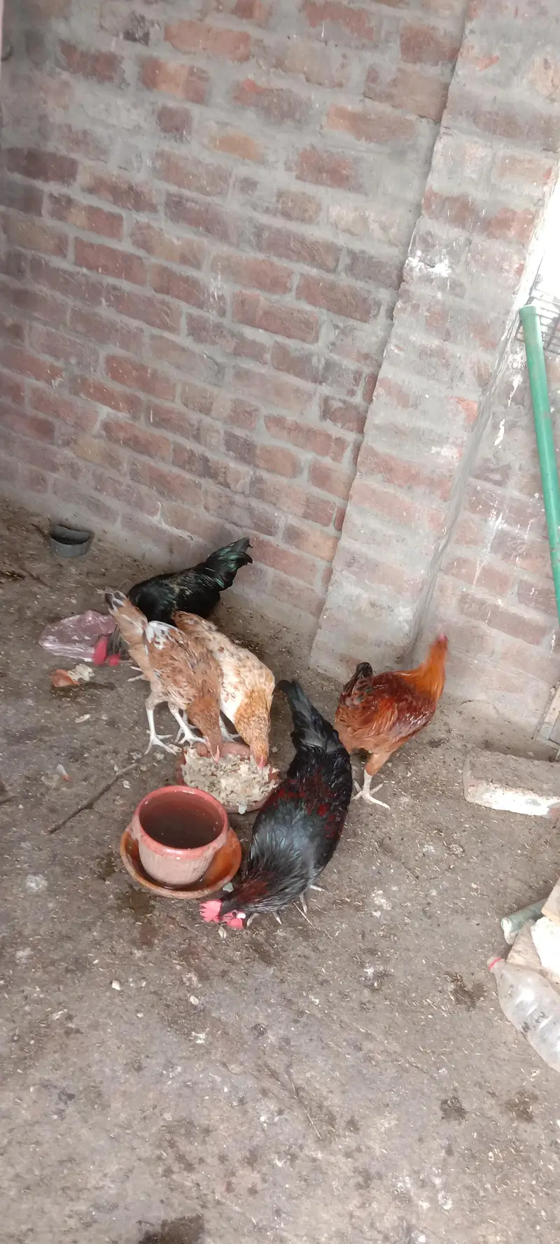 2 female 3 male — photo 5