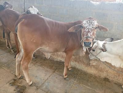 bachra and bachri for sale