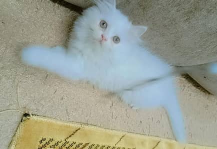 Triple Coat Adoreable Playfull Healthy Persian Kitten