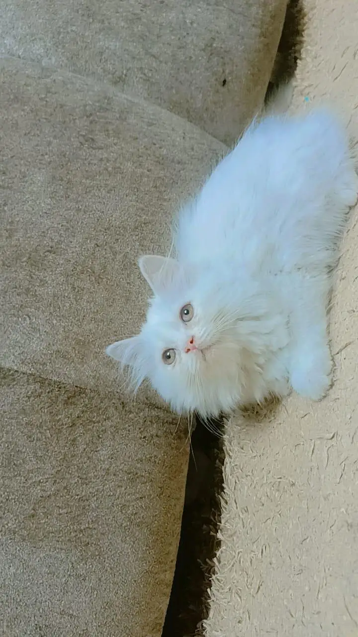 Triple Coat Adoreable Playfull Healthy Persian Kitten — photo 2