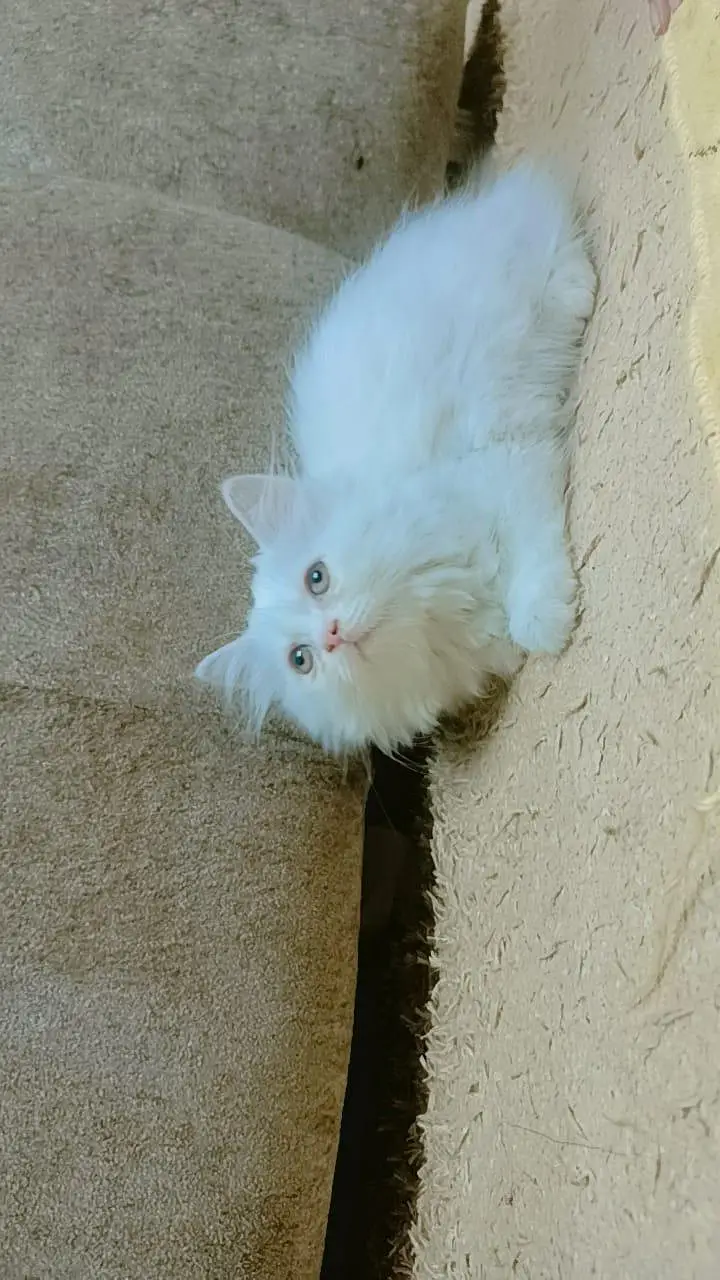 Triple Coat Adoreable Playfull Healthy Persian Kitten — photo 3