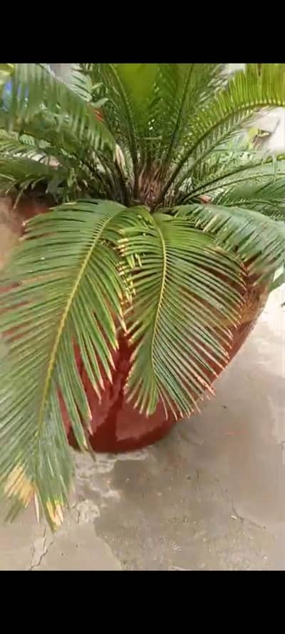 kangi palm