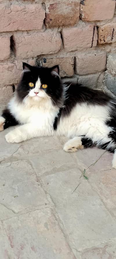cat cute and careing