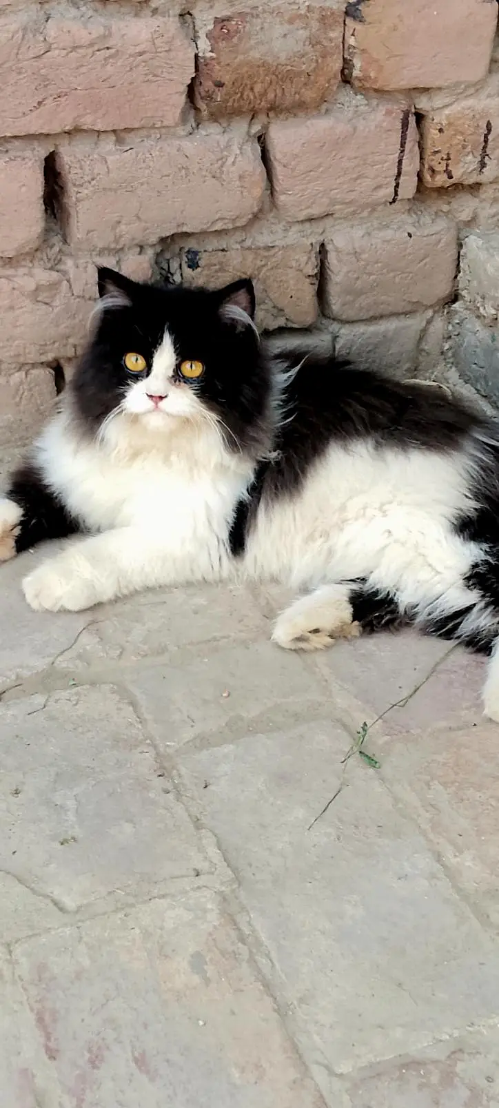 cat cute and careing