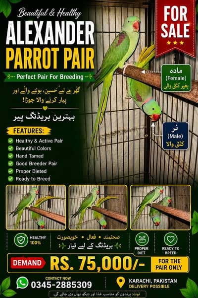 Alexandrine Parrot Pair For Sale