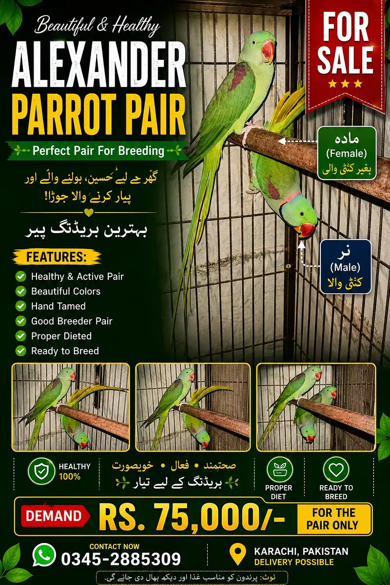 Alexandrine Parrot Pair For Sale
