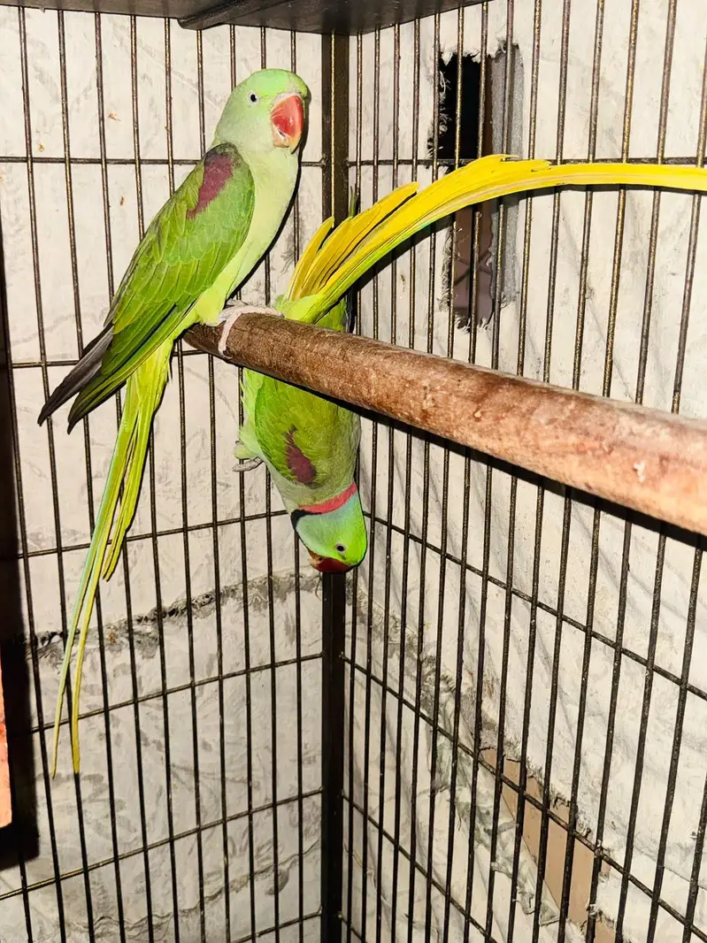 Alexandrine Parrot Pair For Sale — photo 2