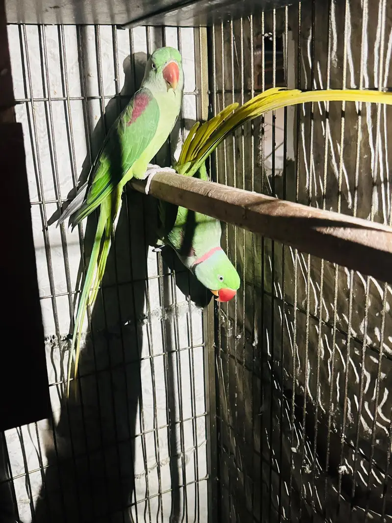 Alexandrine Parrot Pair For Sale — photo 3