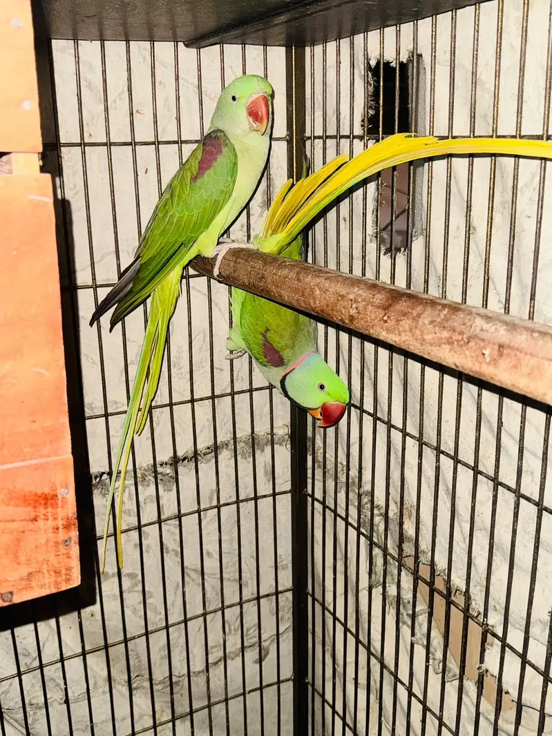 Alexandrine Parrot Pair For Sale — photo 4