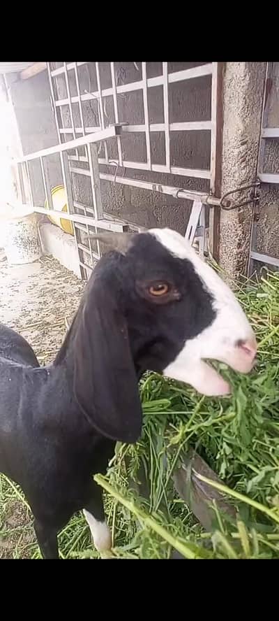 Black Chamba Female