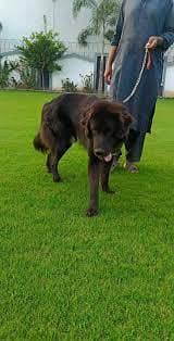 bakarwal cross Jimmy 10 months age healthi well trained