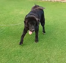 bakarwal cross Jimmy 10 months age healthi well trained — photo 2