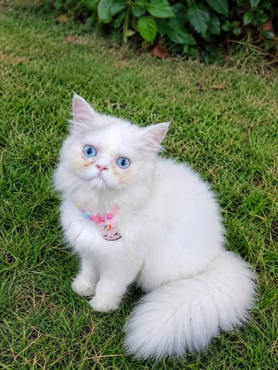 xpunch female kitten in heavy quality available