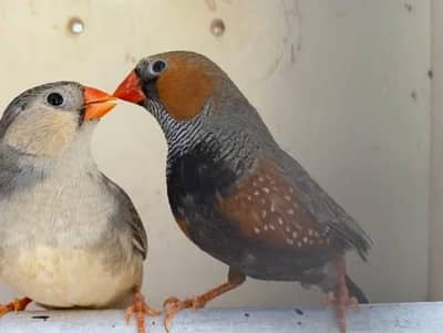 Breeding Pair for English line female Red Eyes