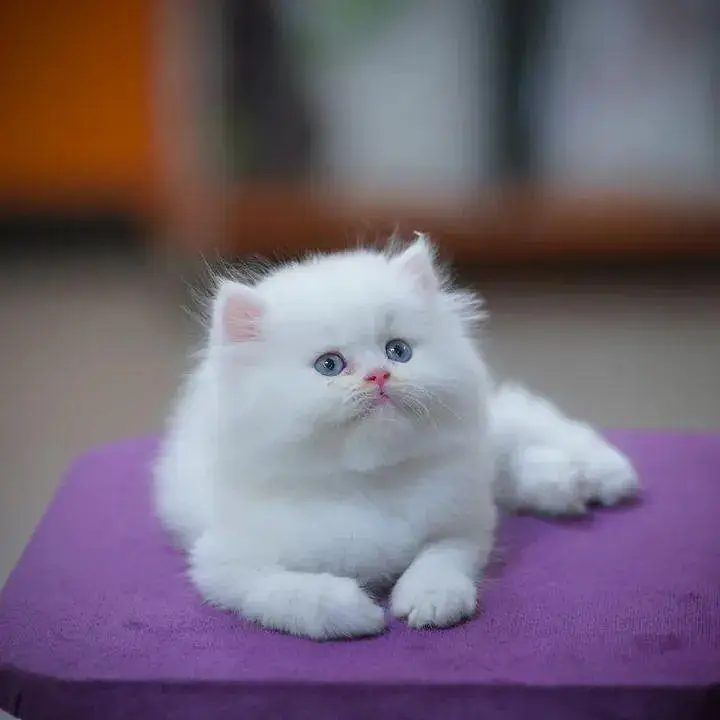 cash on delivery|Persian, phnch face|long coat kittens