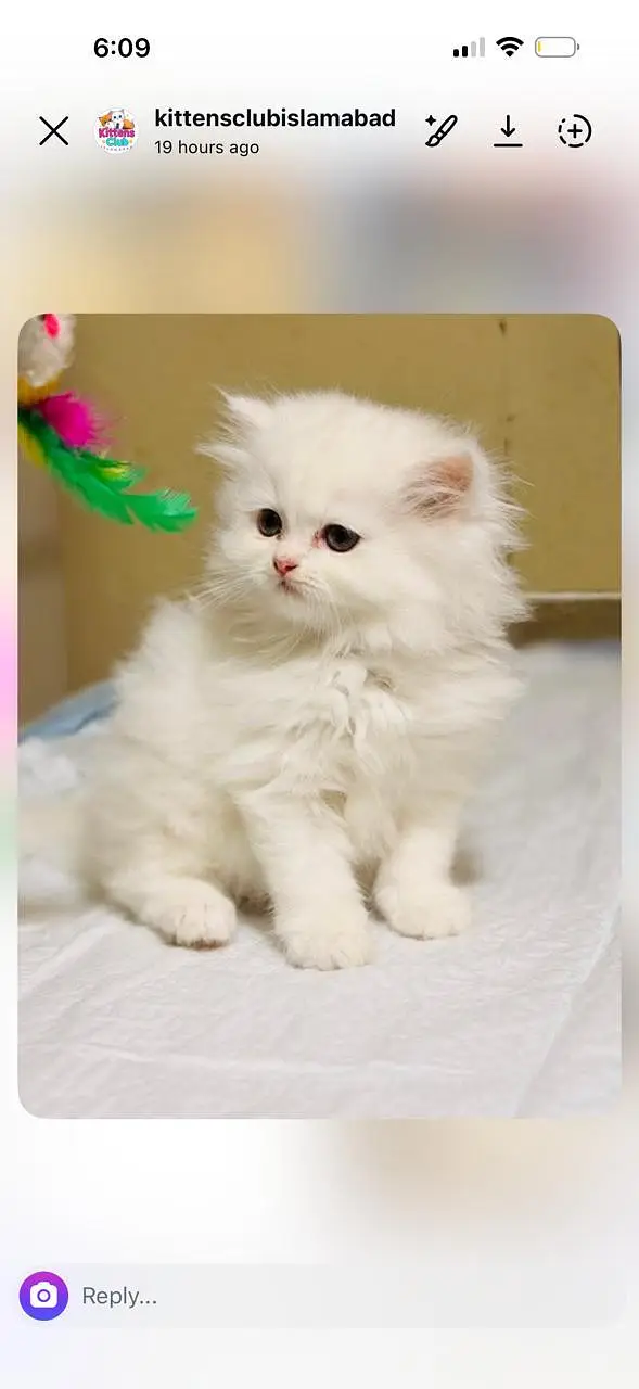 cash on delivery|Persian, phnch face|long coat kittens — photo 2
