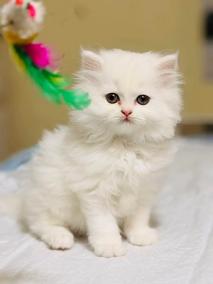 cash on delivery|Persian, phnch face|long coat kittens — photo 3