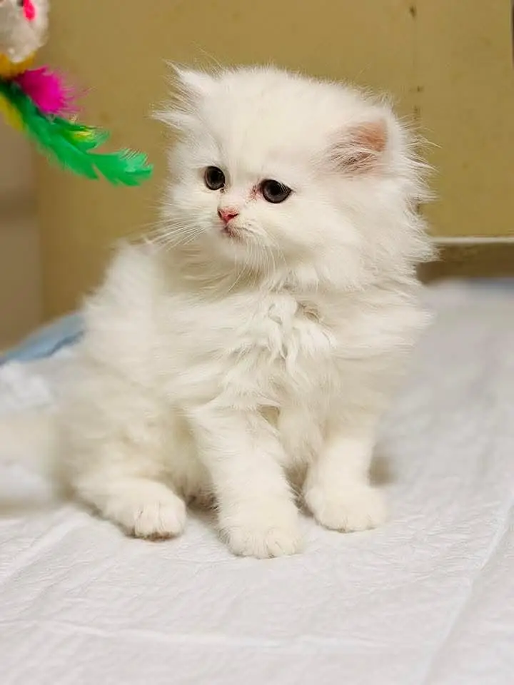 cash on delivery|Persian, phnch face|long coat kittens — photo 4