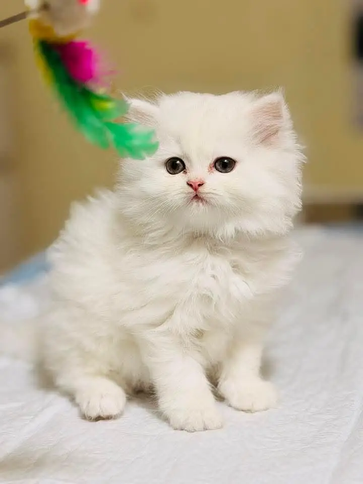 cash on delivery|Persian, phnch face|long coat kittens — photo 5