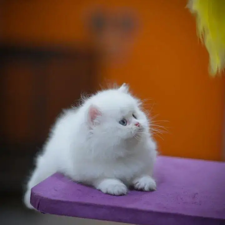 cash on delivery|Persian, phnch face|long coat kittens — photo 7