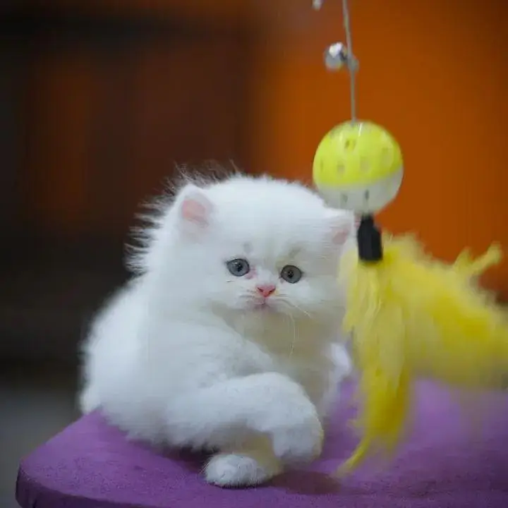 cash on delivery|Persian, phnch face|long coat kittens — photo 8