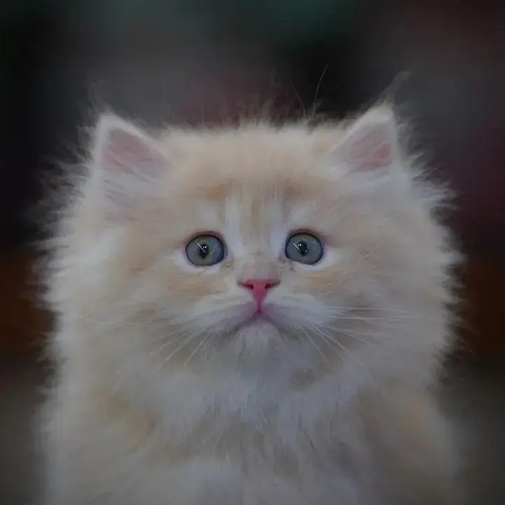 cash on delivery|Persian, phnch face|long coat kittens — photo 9