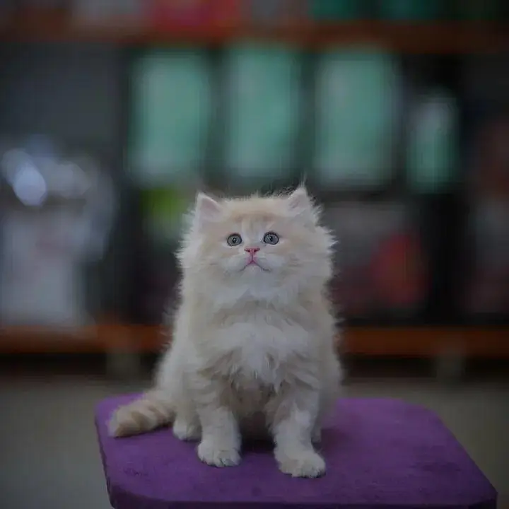 cash on delivery|Persian, phnch face|long coat kittens — photo 10