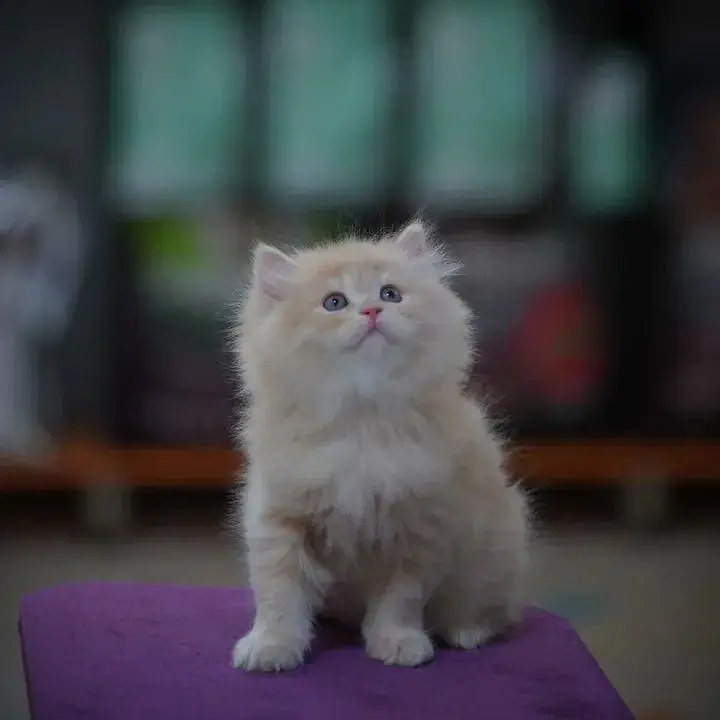 cash on delivery|Persian, phnch face|long coat kittens — photo 11
