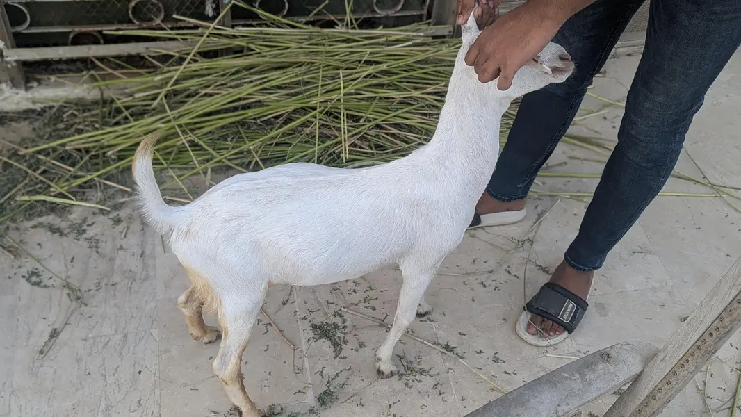 desi taapra and Munda for sale — photo 5