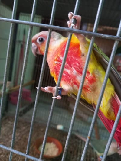 American dilute opline split sun cheek female conure parrot