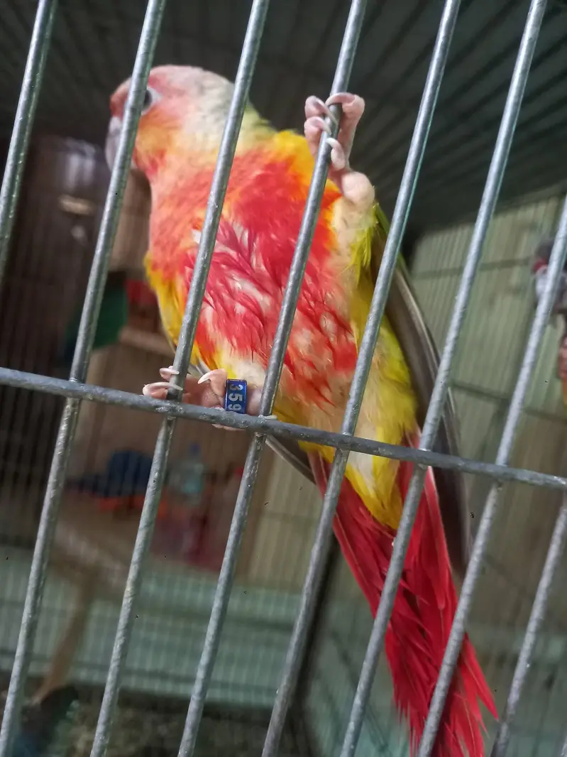 American dilute opline split sun cheek female conure parrot — photo 2
