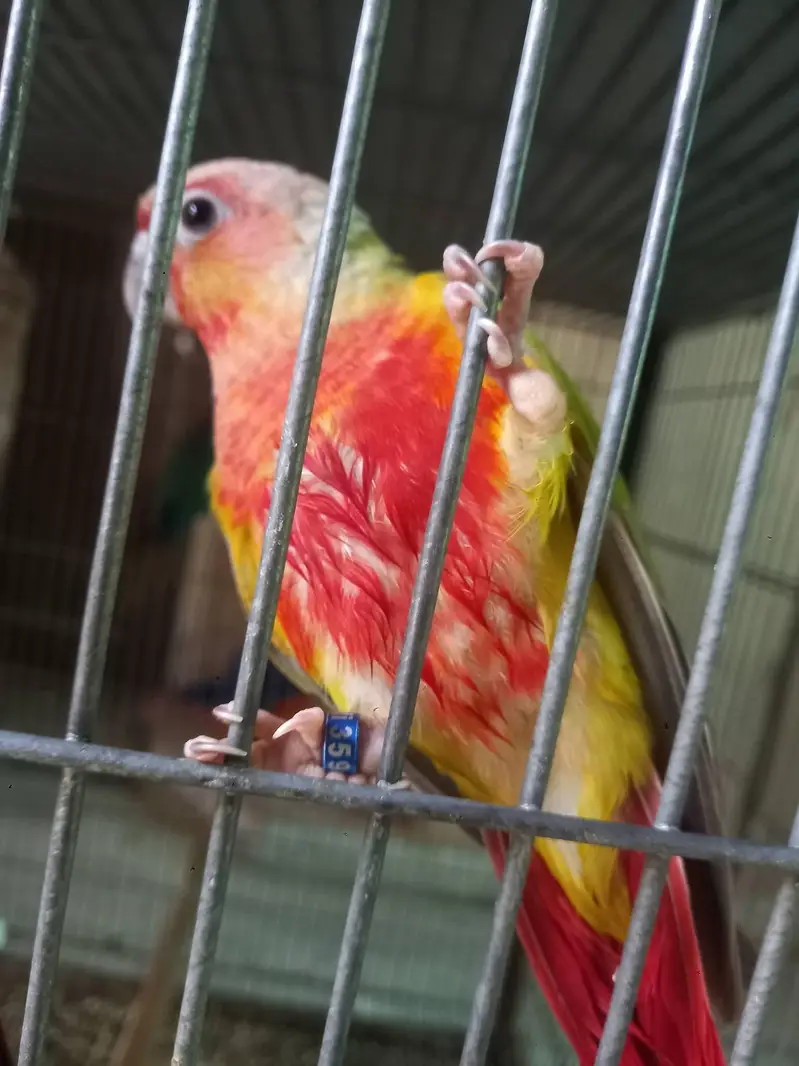 American dilute opline split sun cheek female conure parrot — photo 3