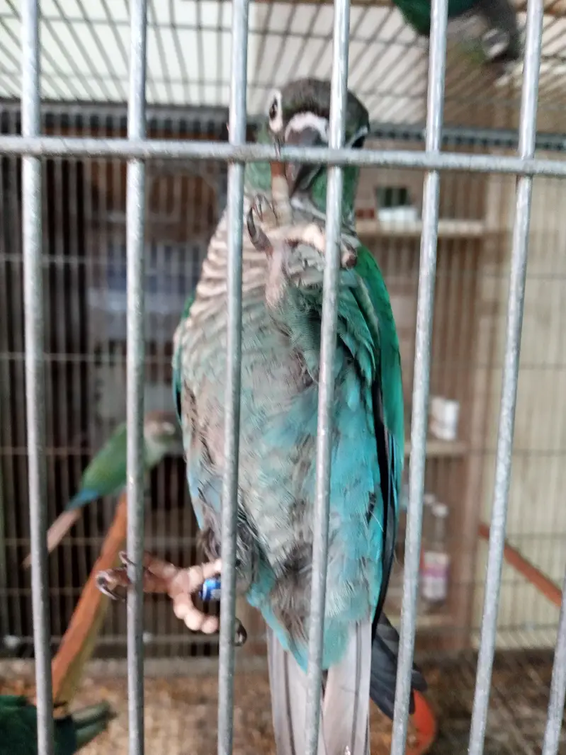 American dilute opline split sun cheek female conure parrot — photo 4
