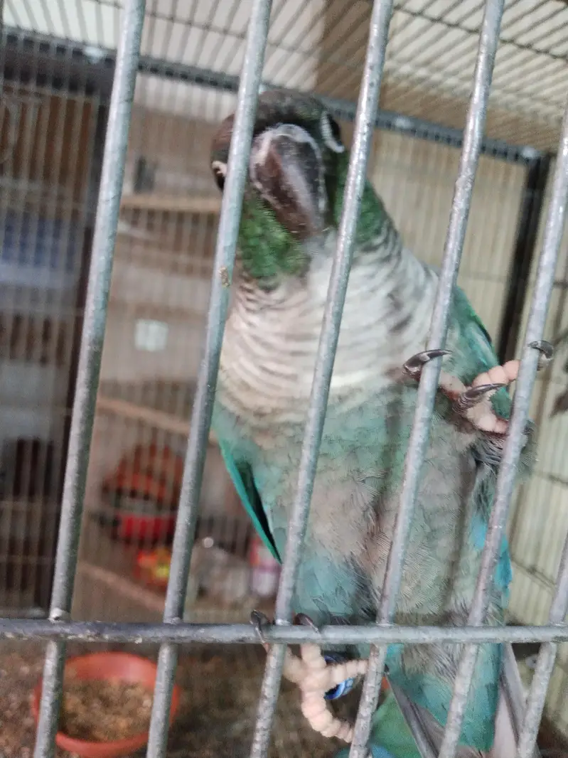 American dilute opline split sun cheek female conure parrot — photo 5