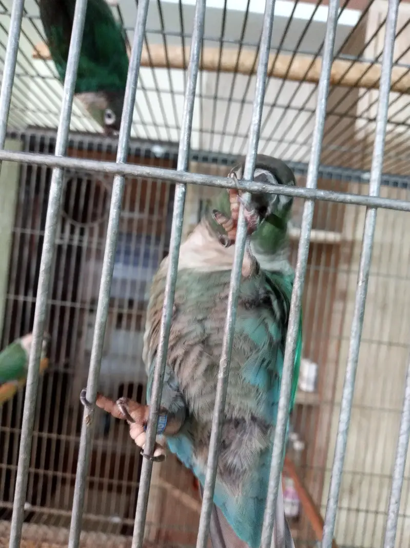 American dilute opline split sun cheek female conure parrot — photo 6