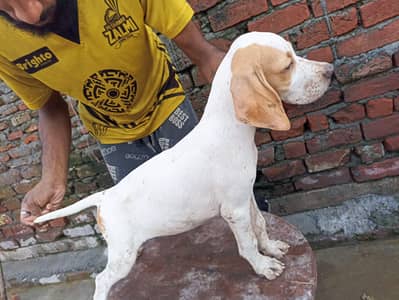 pure English pointer female from padgree parents