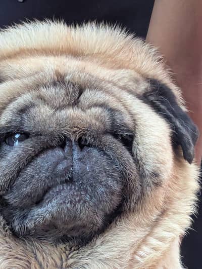 importer show calls toy breed PUG