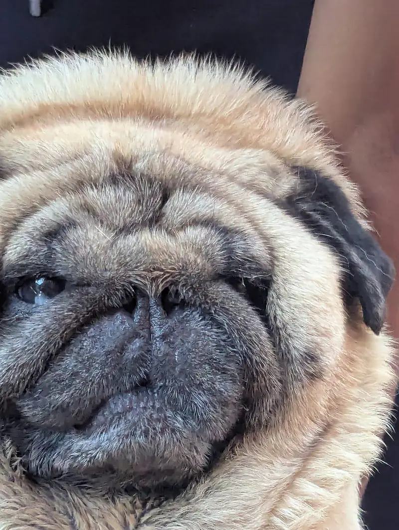 importer show calls toy breed PUG — photo 2