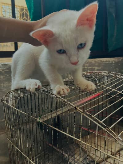 persian cat