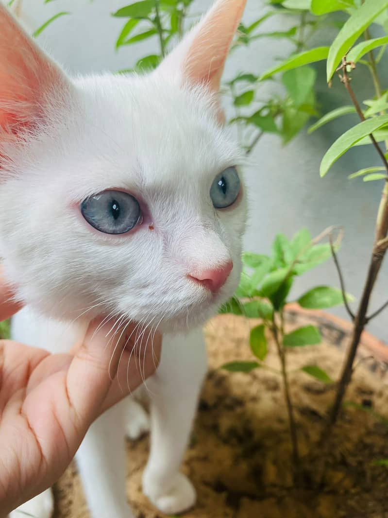 persian cat 2