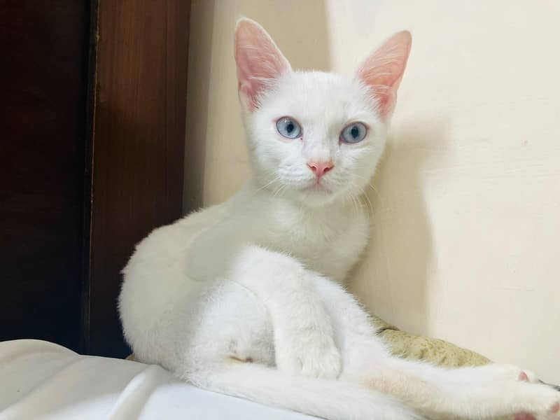 persian cat 3