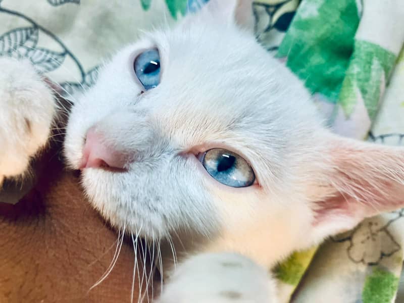 persian cat 4