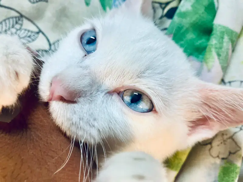 persian cat — photo 5
