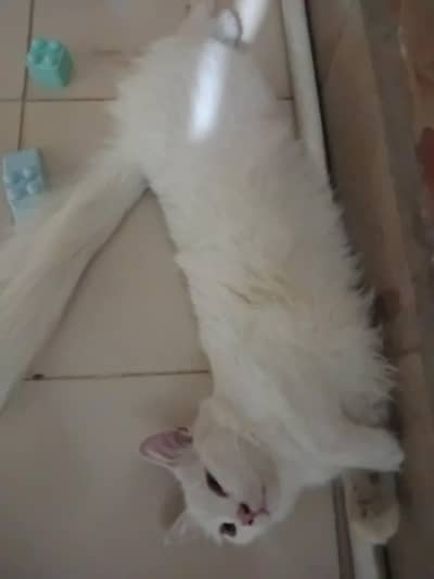 persian cat