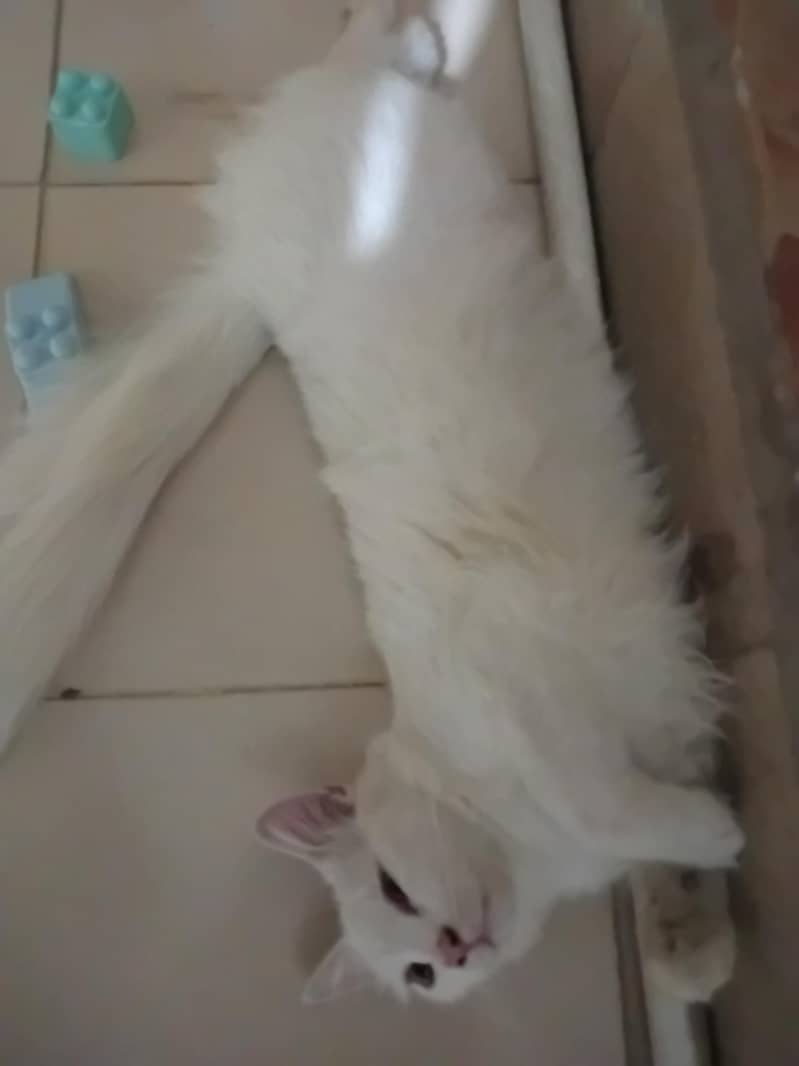 persian cat 0