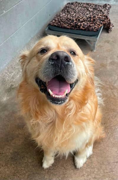 golden retriever mail