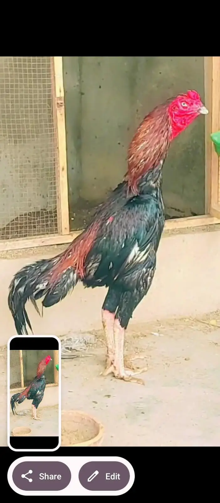 Barmy Thailand ceros — photo 2